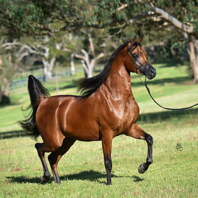 FAWAZ DEL PALAZZOTTO