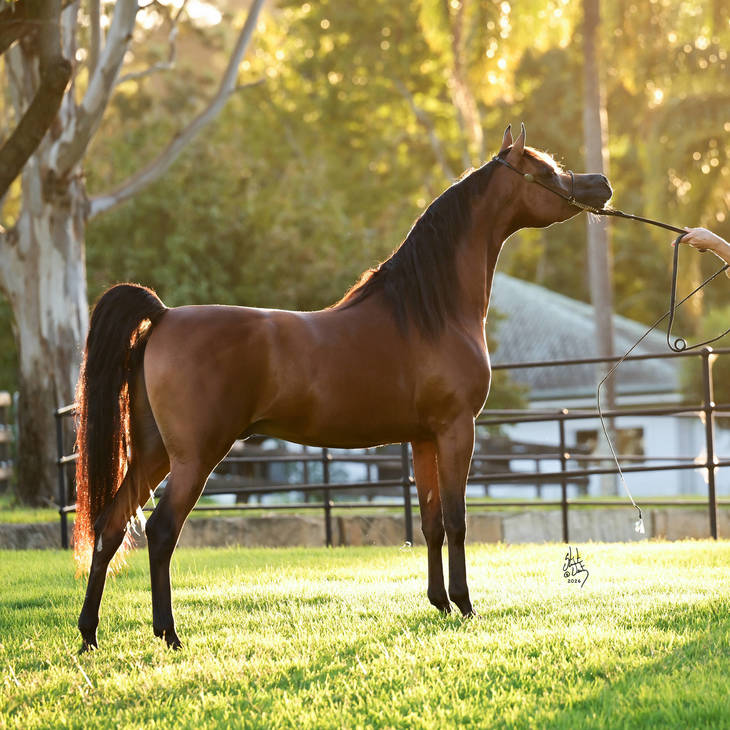 FAWAZ DEL PALAZZOTTO