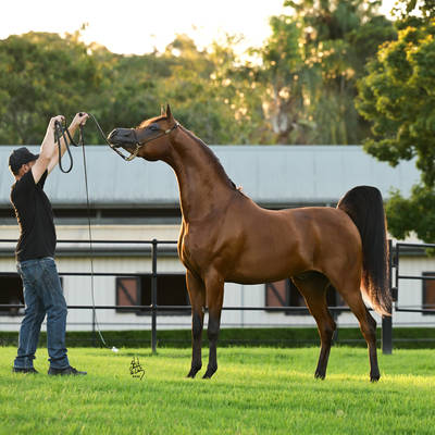 FAWAZ DEL PALAZZOTTO