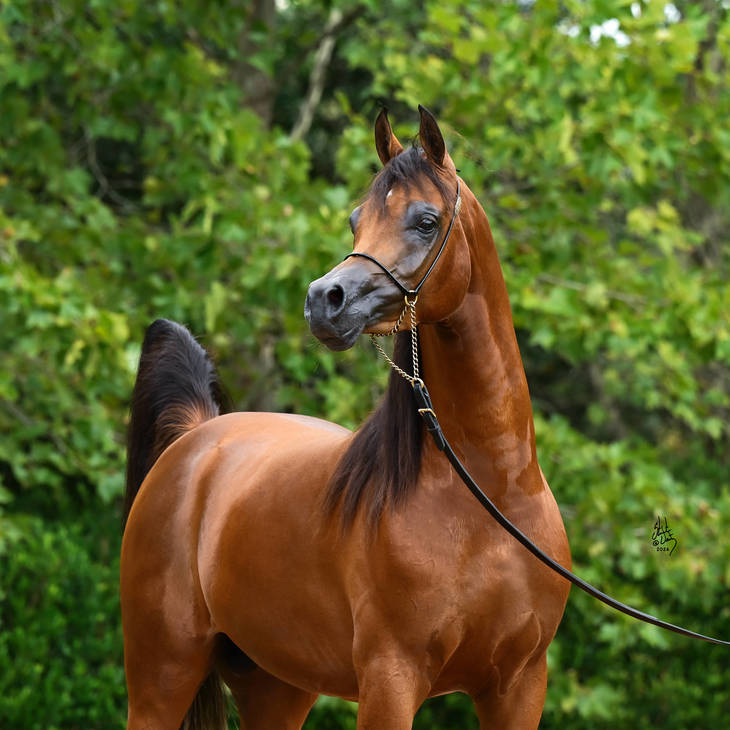 FAWAZ DEL PALAZZOTTO