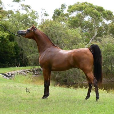 FAWAZ DEL PALAZZOTTO