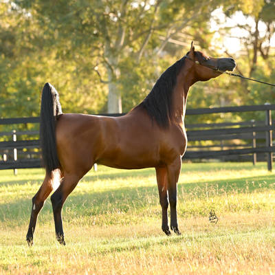 FAWAZ DEL PALAZZOTTO