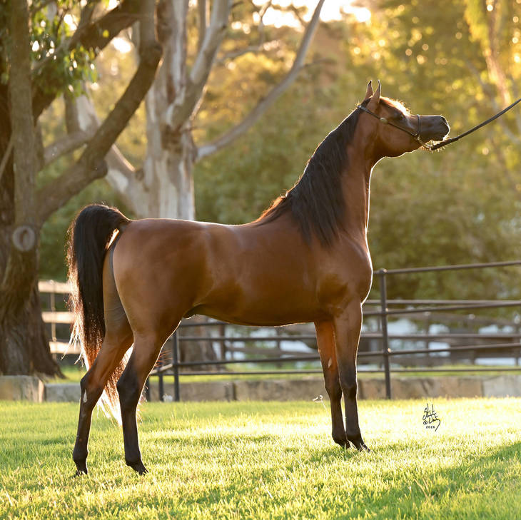 FAWAZ DEL PALAZZOTTO