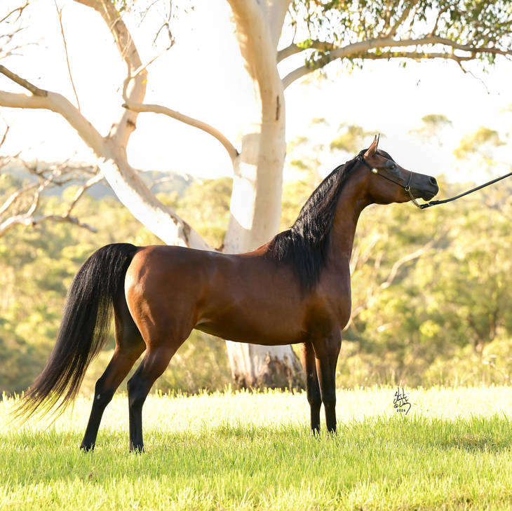 SAFFIRE MI