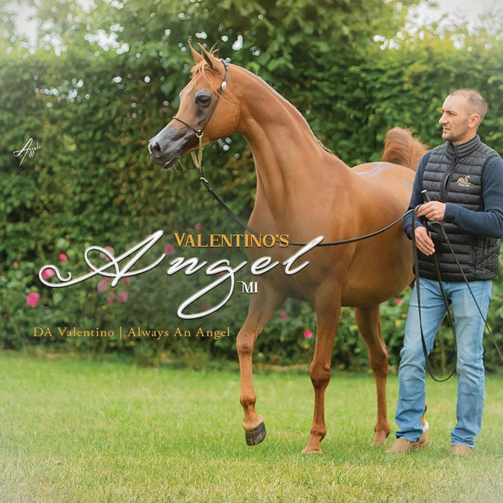 VALENTINO'S ANGEL MI | Dam of LENNON AL BAYDAA