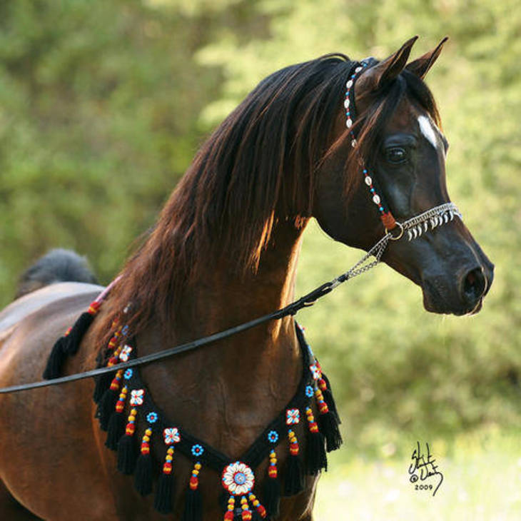 GAZAL AL SHAQAB | Sire of LENNON AL BAYDAA