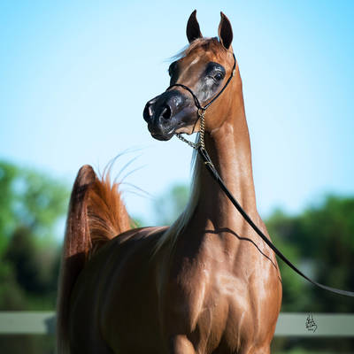 An Angel Ascends | Farewell to VALENTINO'S ANGEL MI