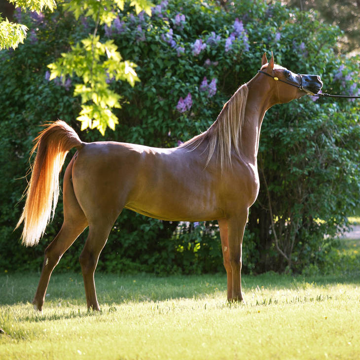 An Angel Ascends | Farewell to VALENTINO'S ANGEL MI