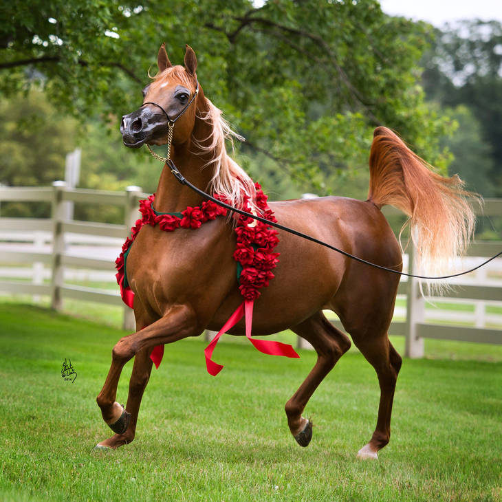 An Angel Ascends | Farewell to VALENTINO'S ANGEL MI