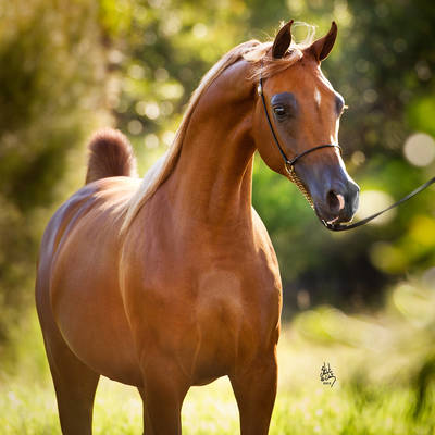 An Angel Ascends | Farewell to VALENTINO'S ANGEL MI