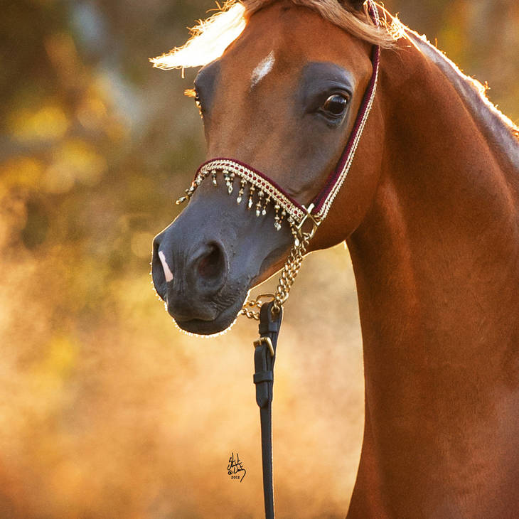An Angel Ascends | Farewell to VALENTINO'S ANGEL MI