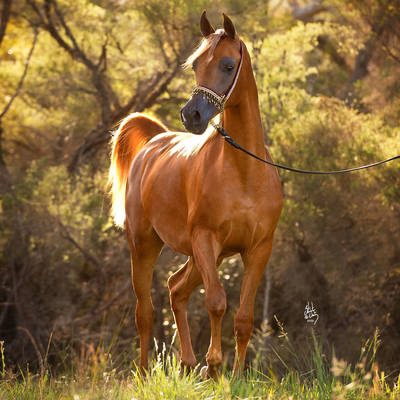 An Angel Ascends | Farewell to VALENTINO'S ANGEL MI