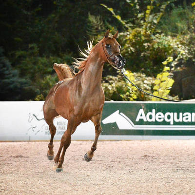 An Angel Ascends | Farewell to VALENTINO'S ANGEL MI