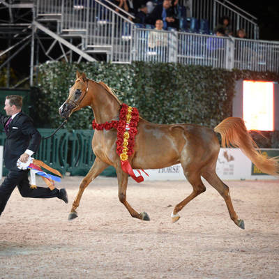 An Angel Ascends | Farewell to VALENTINO'S ANGEL MI