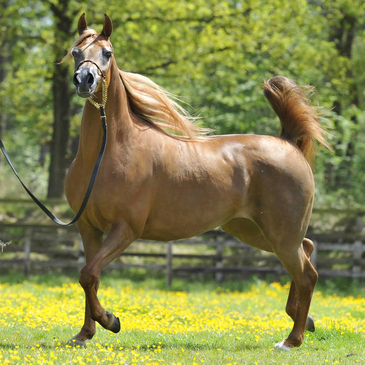 An Angel Ascends | Farewell to VALENTINO'S ANGEL MI