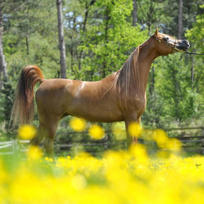 An Angel Ascends | Farewell to VALENTINO'S ANGEL MI