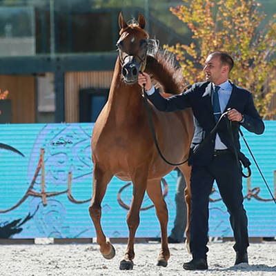 An Angel Ascends | Farewell to VALENTINO'S ANGEL MI