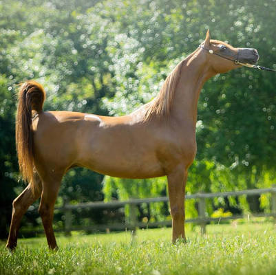 An Angel Ascends | Farewell to VALENTINO'S ANGEL MI