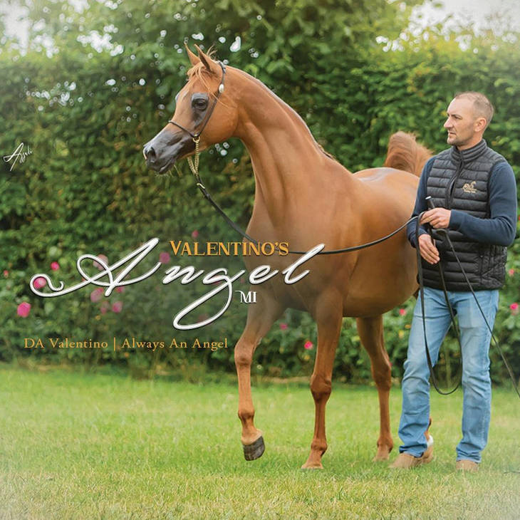 An Angel Ascends | Farewell to VALENTINO'S ANGEL MI