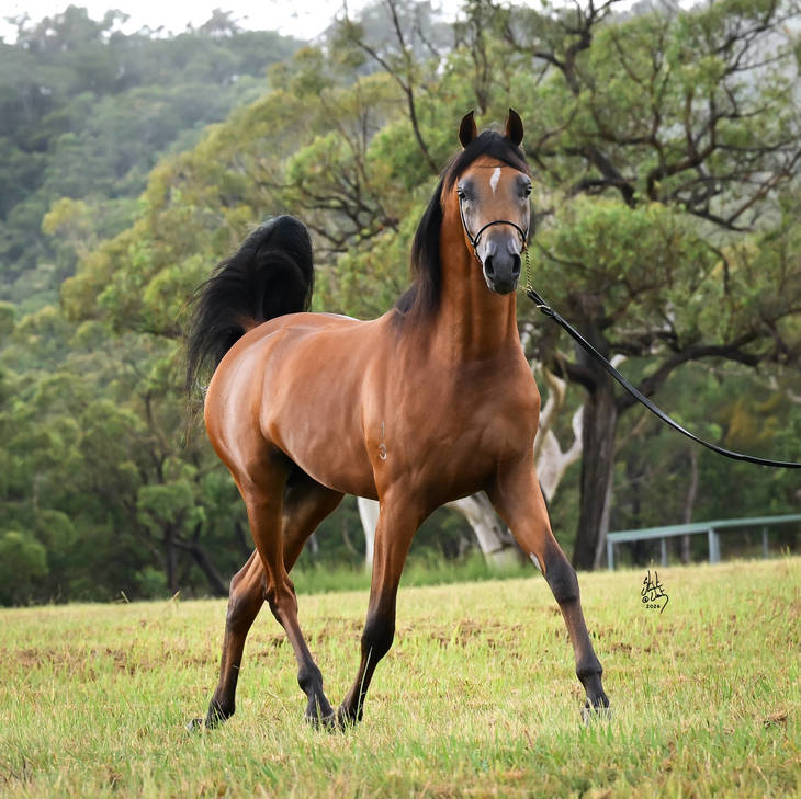 KELARAY ULYSSES