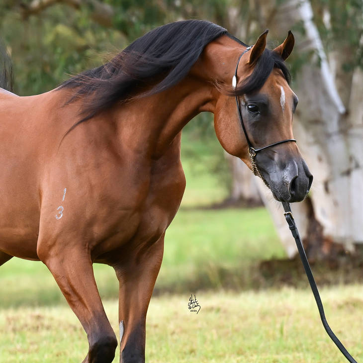 KELARAY ULYSSES