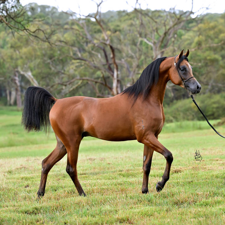 KELARAY ULYSSES