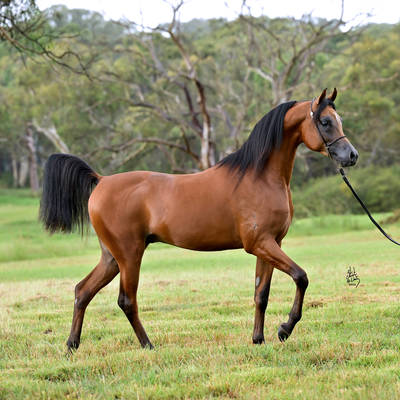 KELARAY ULYSSES
