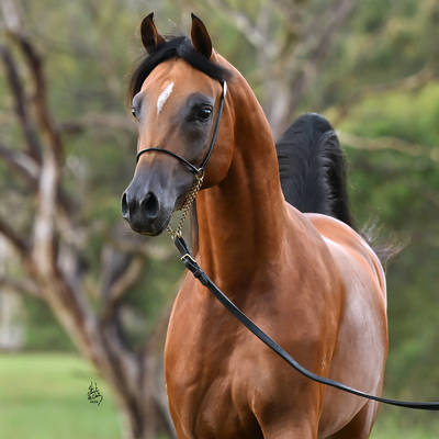 KELARAY ULYSSES