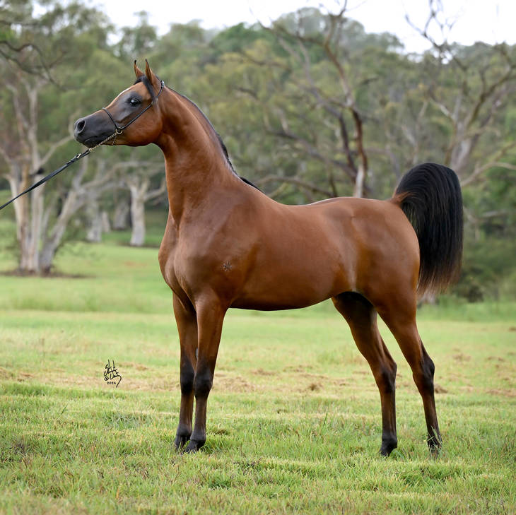 KELARAY ULYSSES