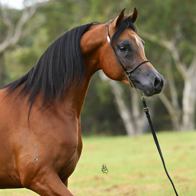 KELARAY ULYSSES