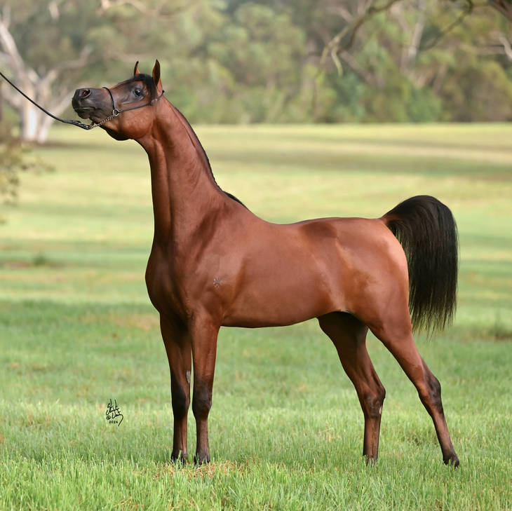 KELARAY ULYSSES