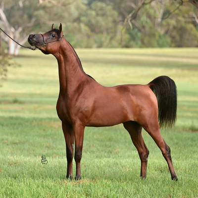 KELARAY ULYSSES