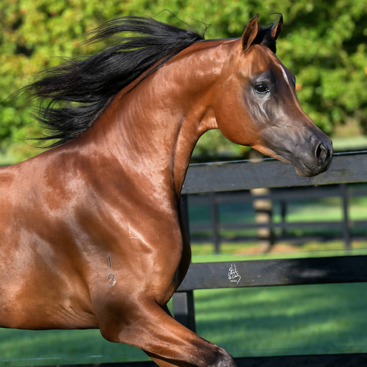 KELARAY ULYSSES