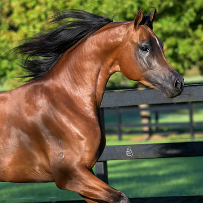 KELARAY ULYSSES