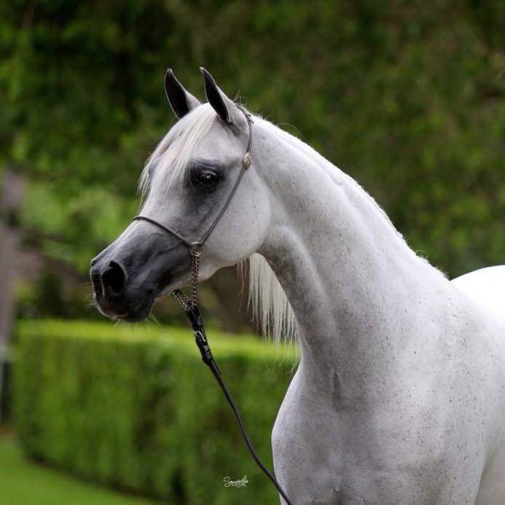KLASSICAL ASPIRATION MI | Dam of KELARAY WODEN