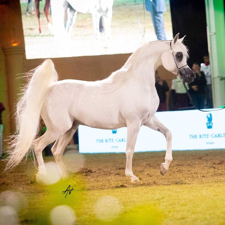 WORTEX KALLISTE | Sire of KELARAY WODEN