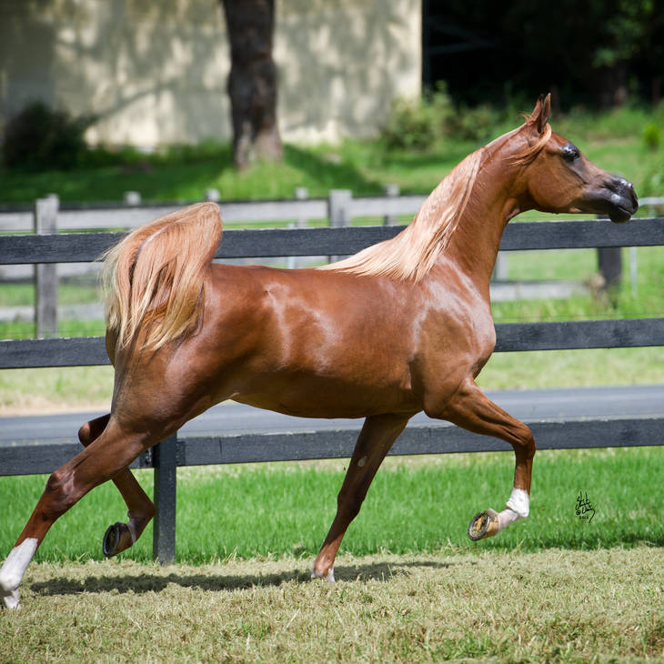 MI HARMONY | Dam of KELARAY ASTRAEA