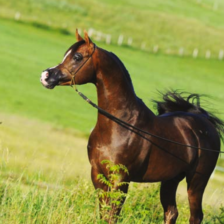 AJMAN MONISCIONE | Sire of KELARAY ASTRAEA