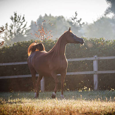ZAFIRA AS | Dam of STORM AS