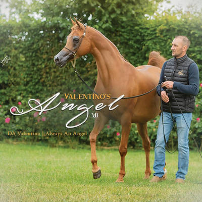 VALENTINO'S ANGEL MI | Granddam of STORM AS