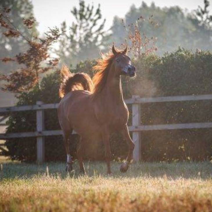 ZAFIRA AS | Dam of STORM AS