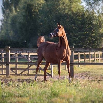 ZAFIRA AS | Dam of STORM AS