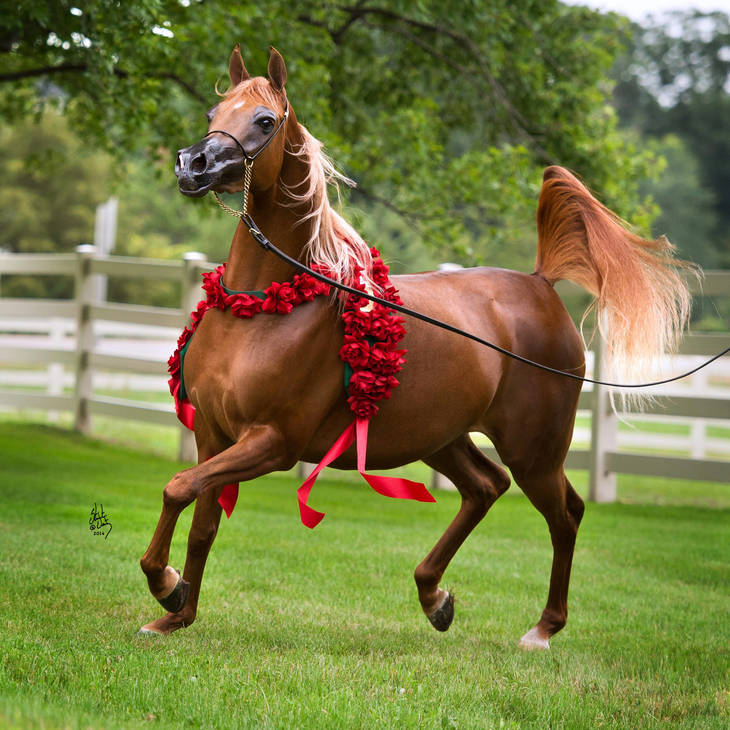 VALENTINO'S ANGEL MI | Granddam of STORM AS