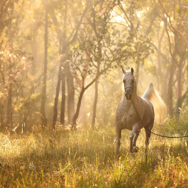 CHANCE TO DANCE | Maternal Granddam of CONTENDER