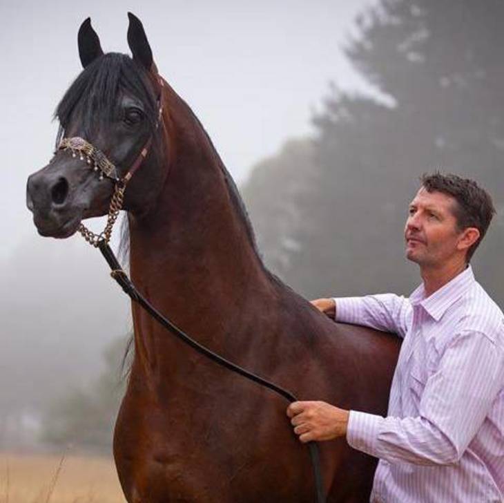 GAI EL JULLYEN | Paternal Grandsire of CONTENDER
