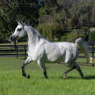 EUFORIA MI | East Coast Senior Mare