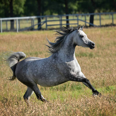EUFORIA MI | Emirates Global Cup Bronze Champion Senior Mare
