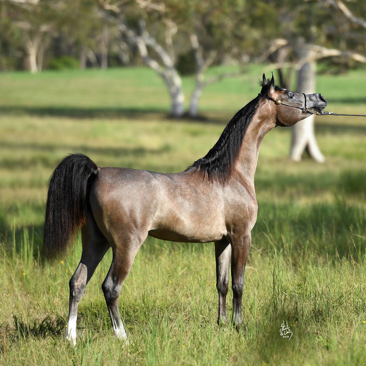 EUFORIA MI | Australian National Silver Champion Junior Filly