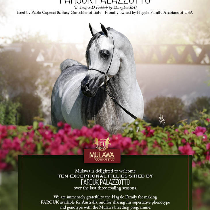 Next Generation Excellence | FAROUK PALAZZOTTO
