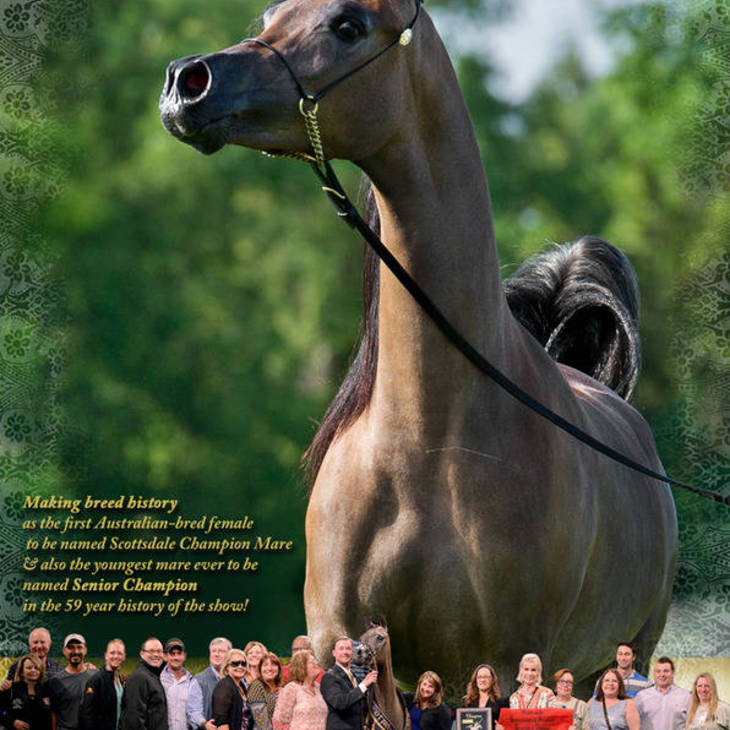 IMPRESSA MI | Scottsdale Gold Champion